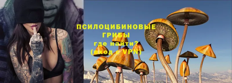 Псилоцибиновые грибы Magic Shrooms  Дубовка 