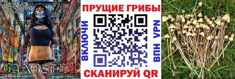 Псилоцибиновые грибы Cubensis  Дубовка 